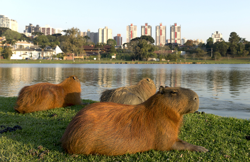 Adjunto capibaras2.jpg